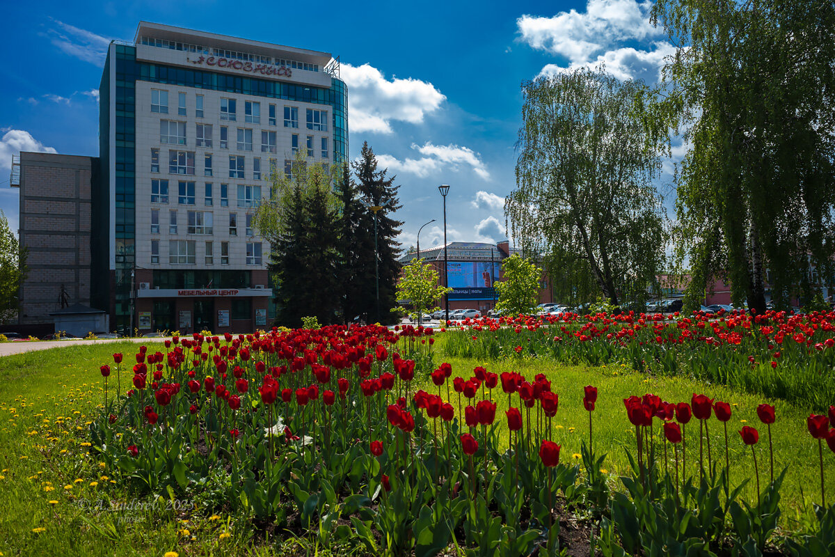 Тюльпаны на улице города - Александр Синдерёв