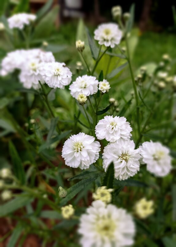 *** - Светлана Кузнецова