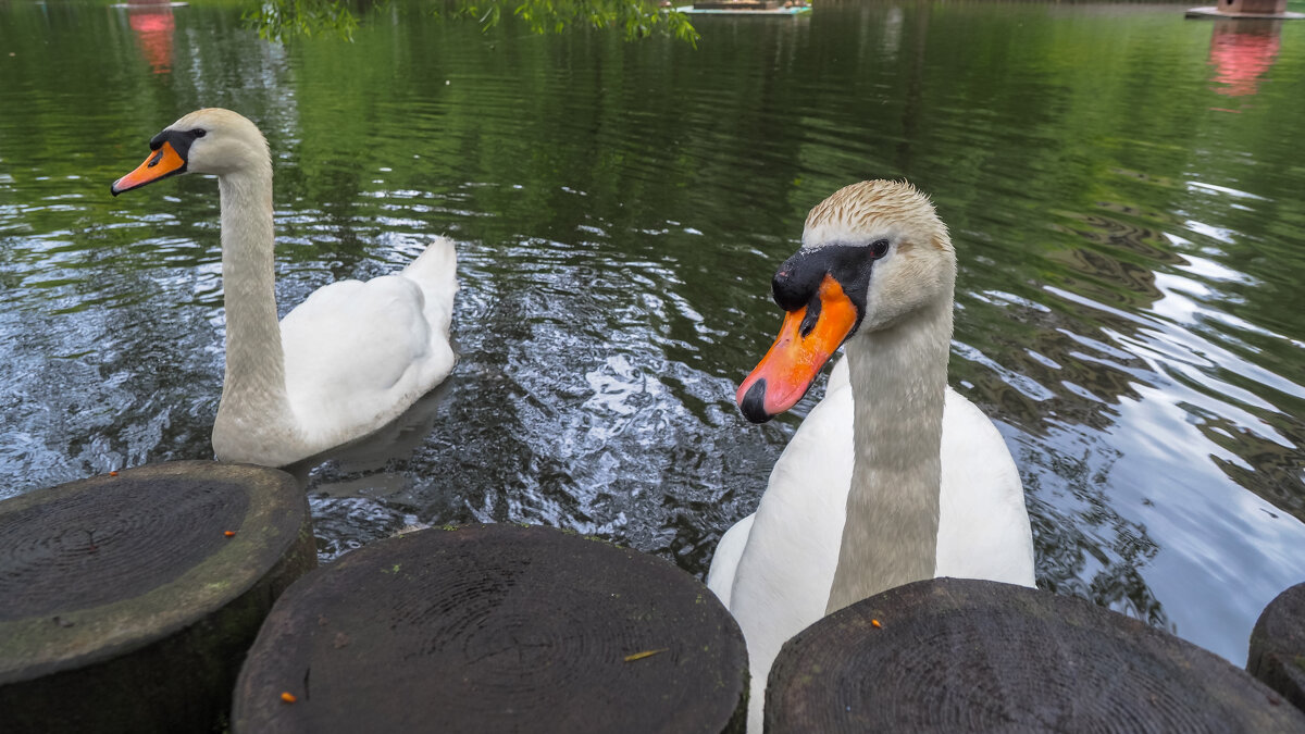 ***** - юрий поляков ***** - юрий поляков