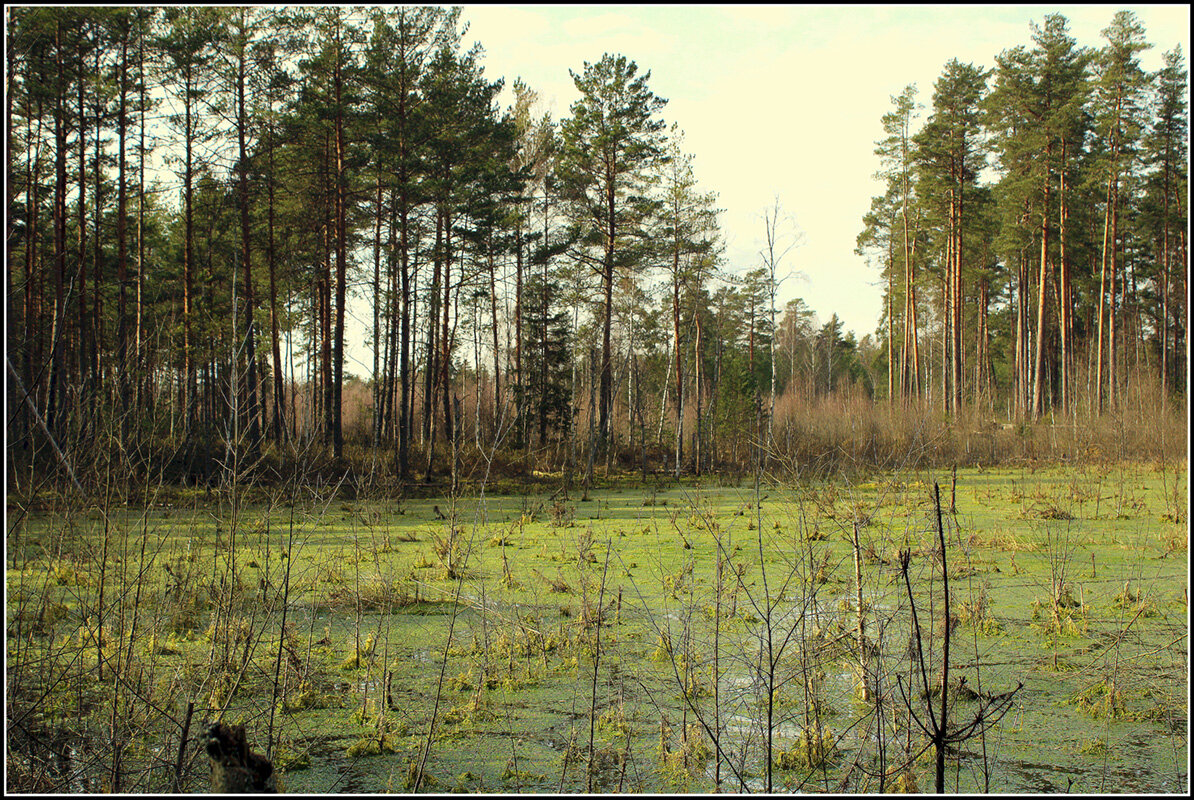 Будет болото.. - Aleksandr Gal