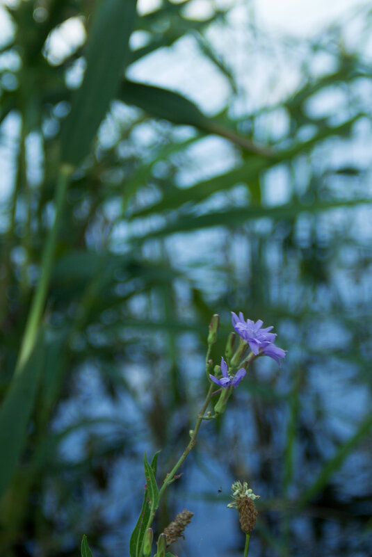 *** - Oksana Verkhoglyad