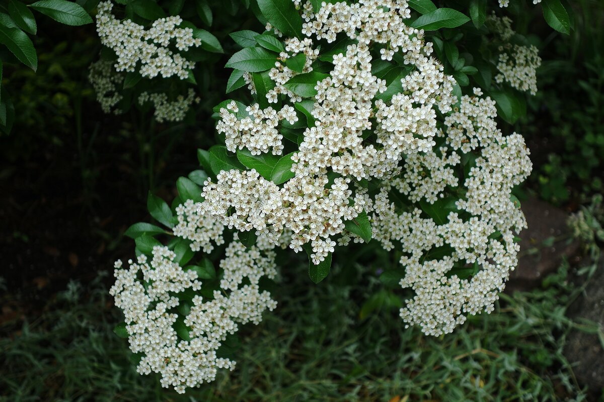 Пираканта - Рита Симонова