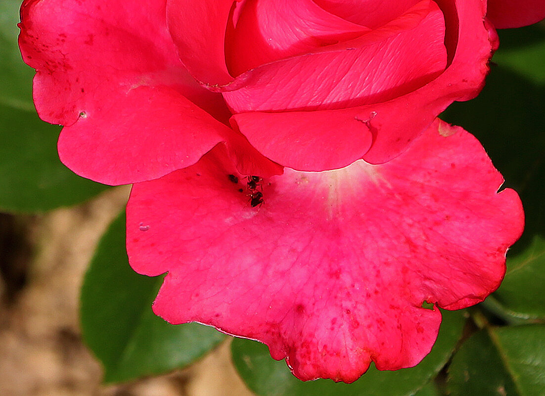 Хорошо устроились мурашики - Светлана 