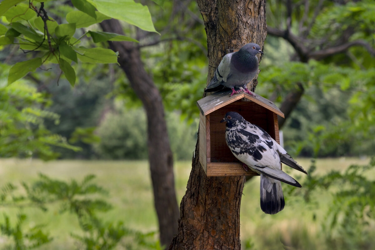 " Отжали" кормушку у мелкоты ))) - LudMila " Отжали" кормушку у мелкоты ))) - LudMila