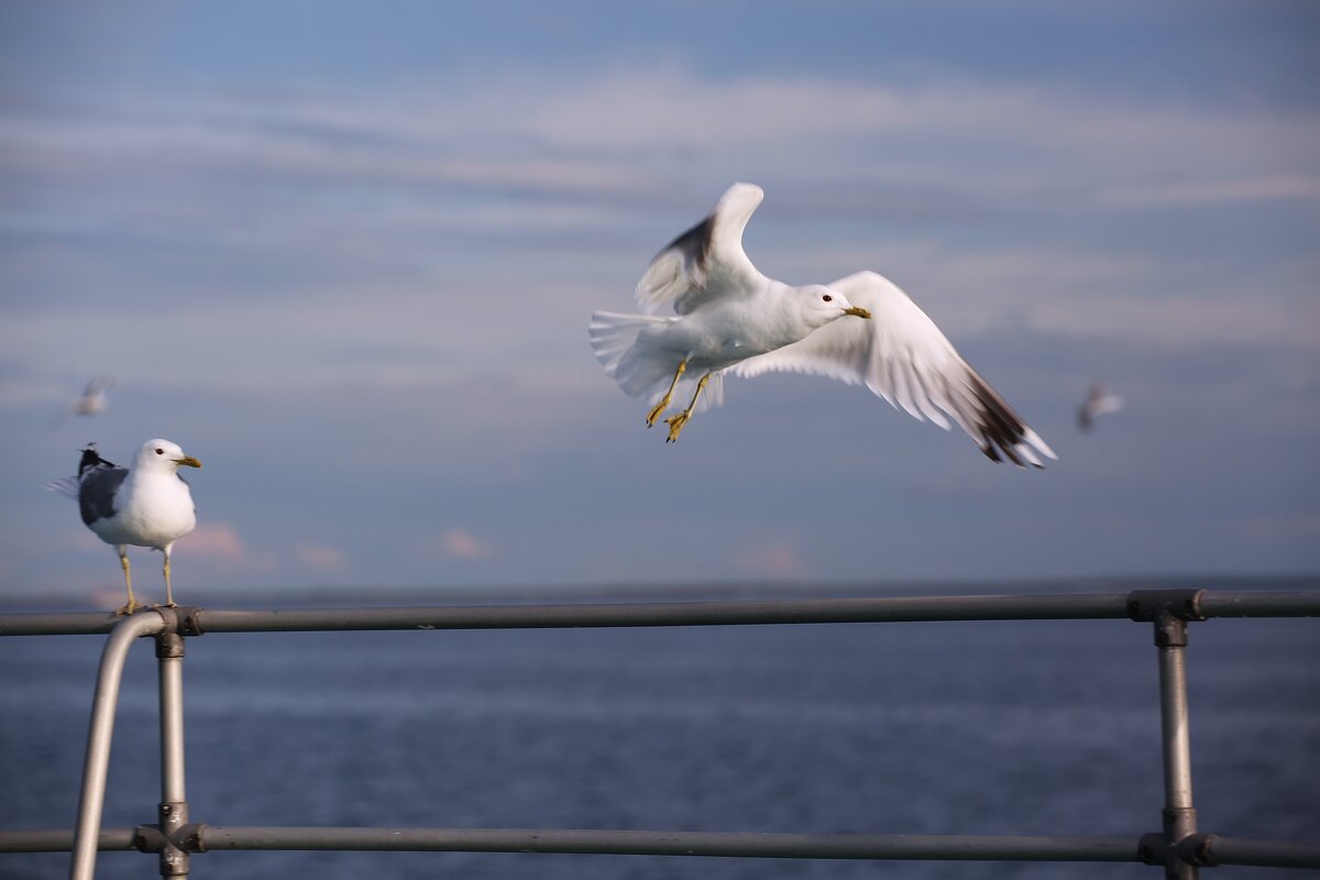 Все живоое тянегся к человеку и..ждёт поддержки - liudmila drake