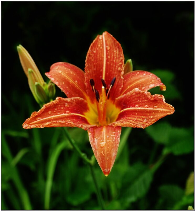 ЛИЛИЯ... - Elvira E. ЛИЛИЯ... - Elvira E.