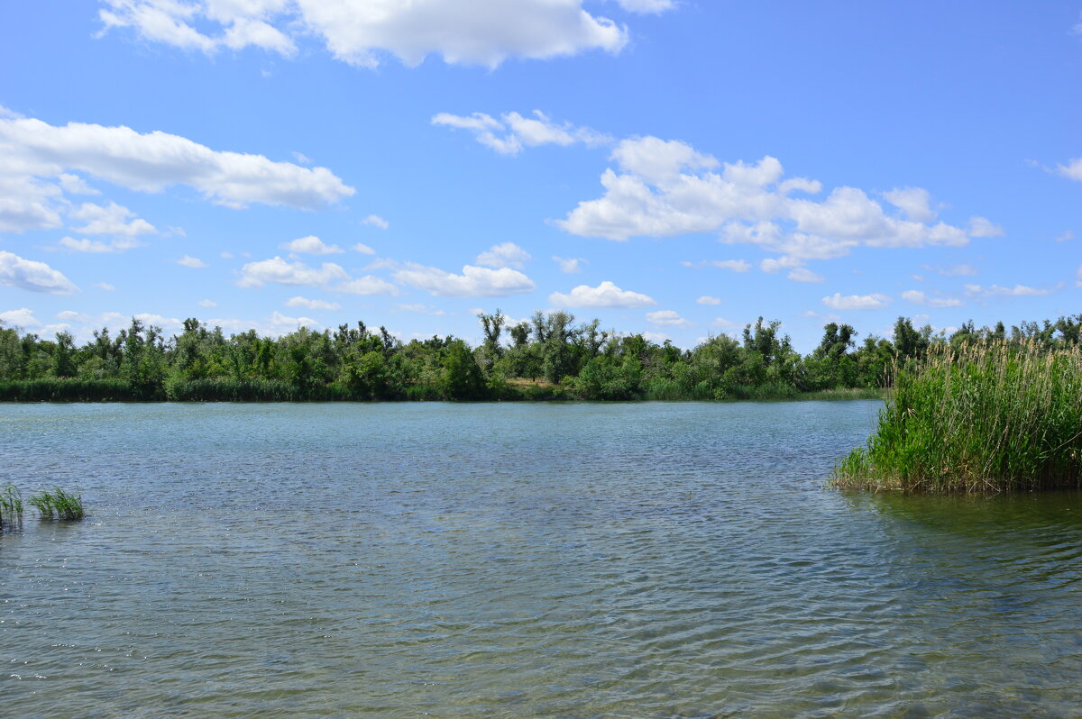 Местная река. - Виктор 