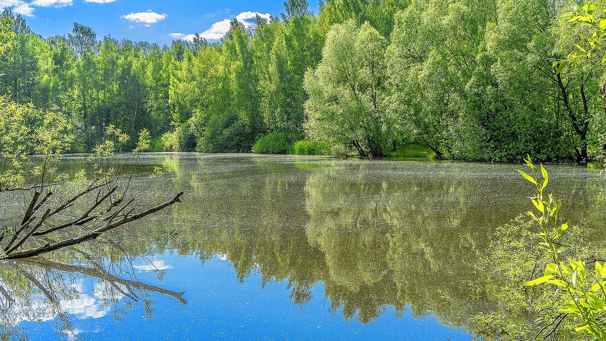 Старый пруд - Владимир Езеров 