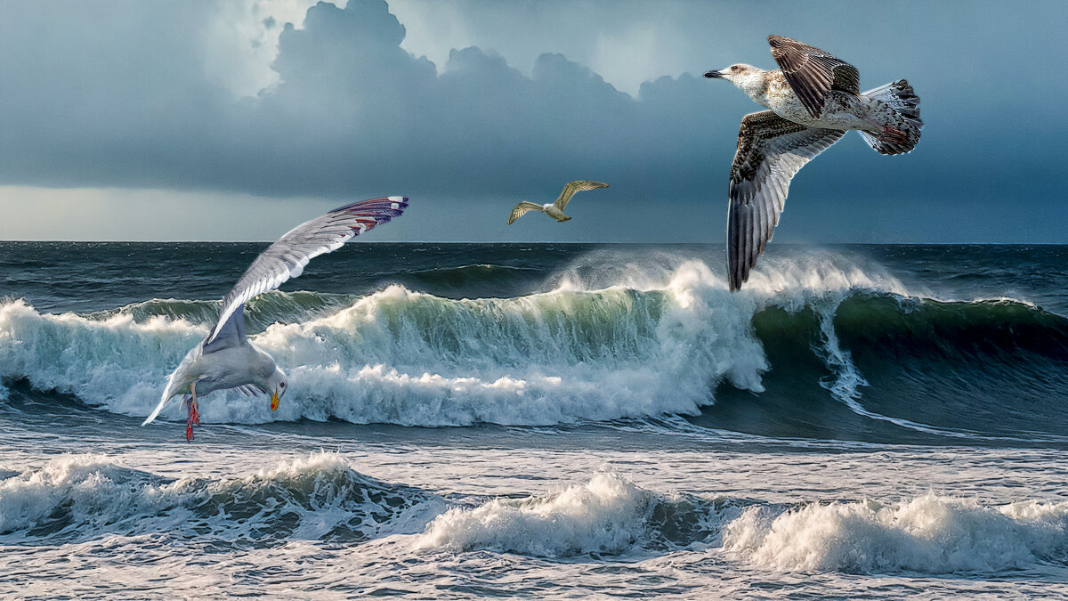 Чайки - Aleksey Afonin