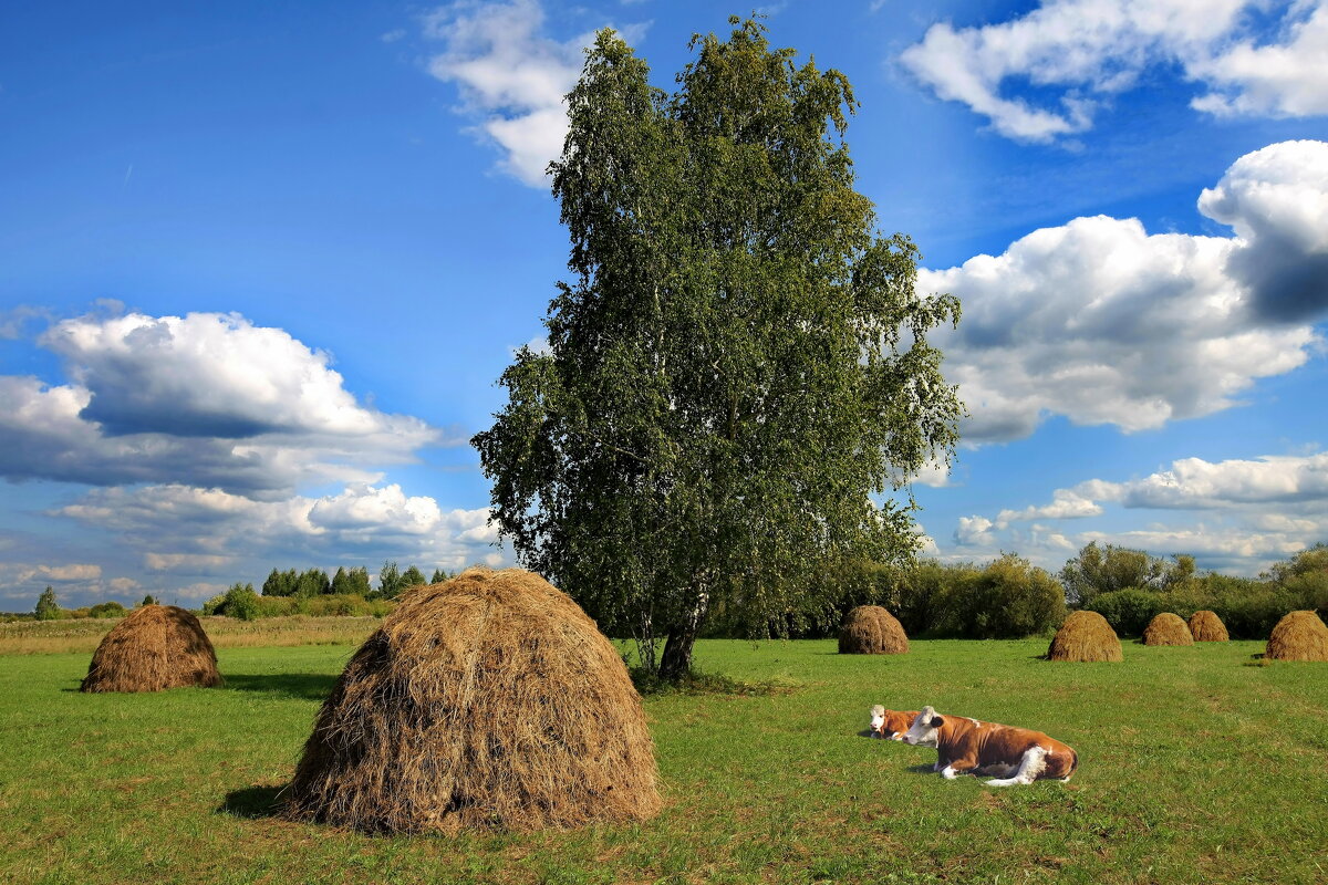 Наступает пора сенокоса. - Николай Рубцов
