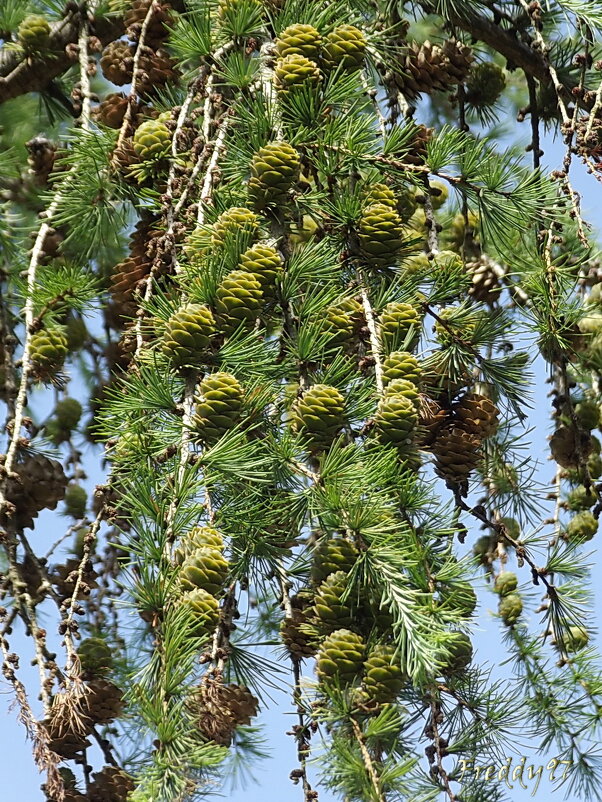 Шишечки лиственницы - Freddy 97