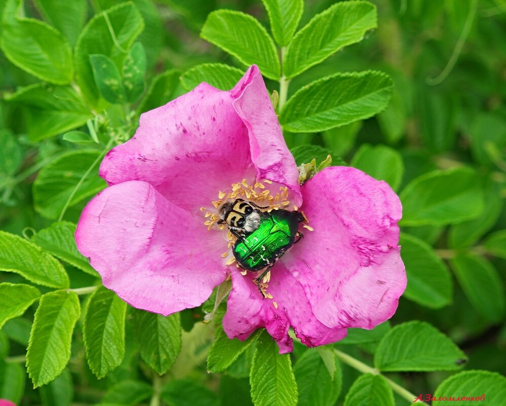 В цветочной закусочной..:-) - Андрей Заломленков