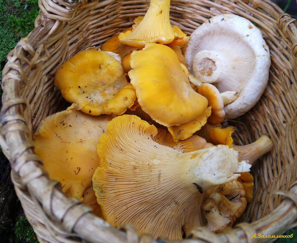 Продолжается охота на лисичек.. :-) - Андрей Заломленков