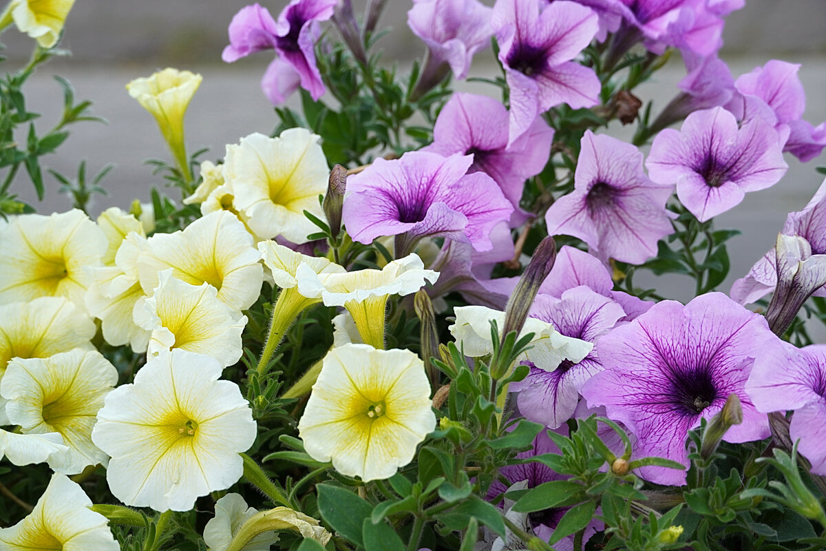 Аромат петуньи - Галина Кан Аромат петуньи - Галина Кан