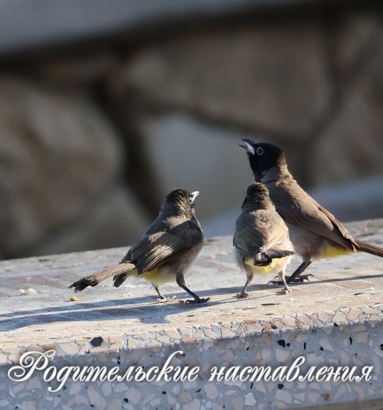 наставление - Аркадий Басович