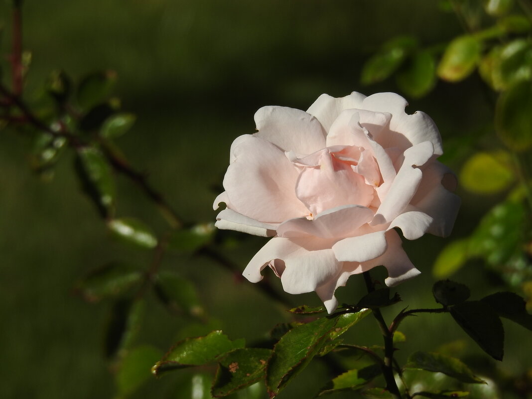 розы - ИННА ПОРОХОВА