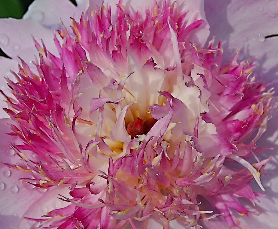 Пион - Анастасия Смирнова