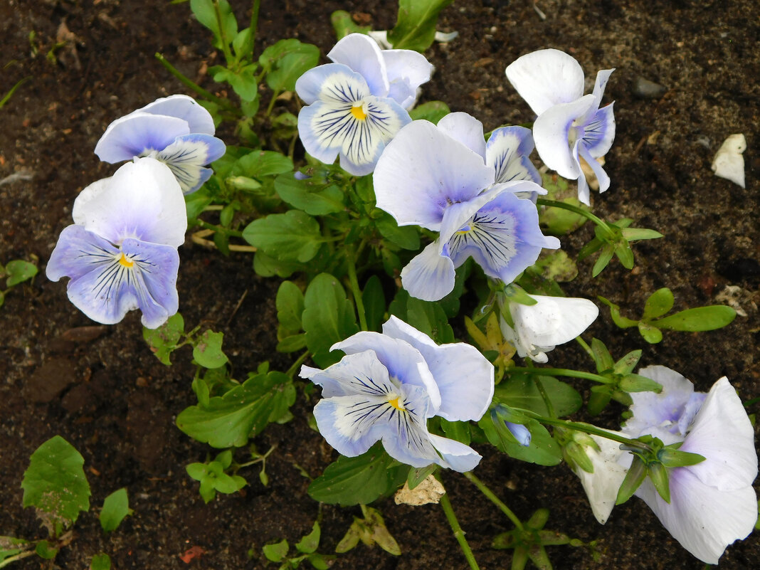 Виола, фиалка, анютины глазки - Наиля 