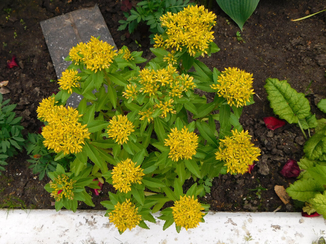 Седум (очиток) Султан желтый - Наиля Седум (очиток) Султан желтый - Наиля