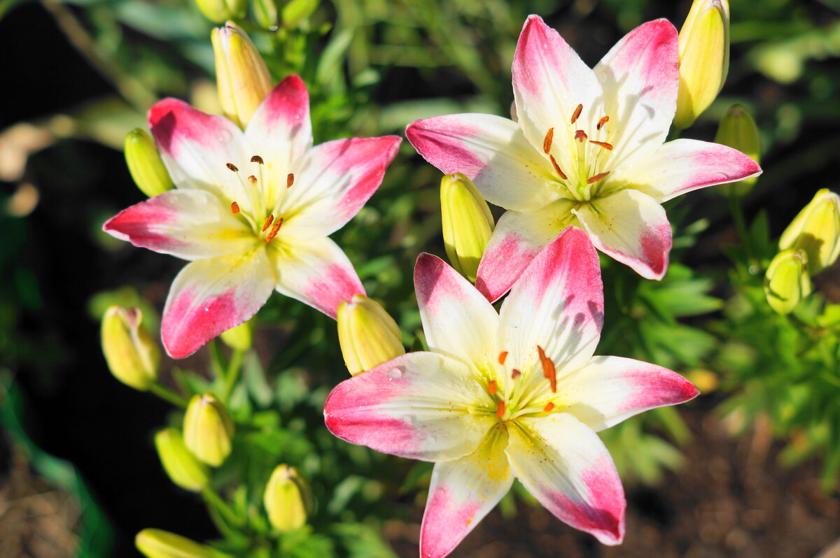 ... - Сергей Ц