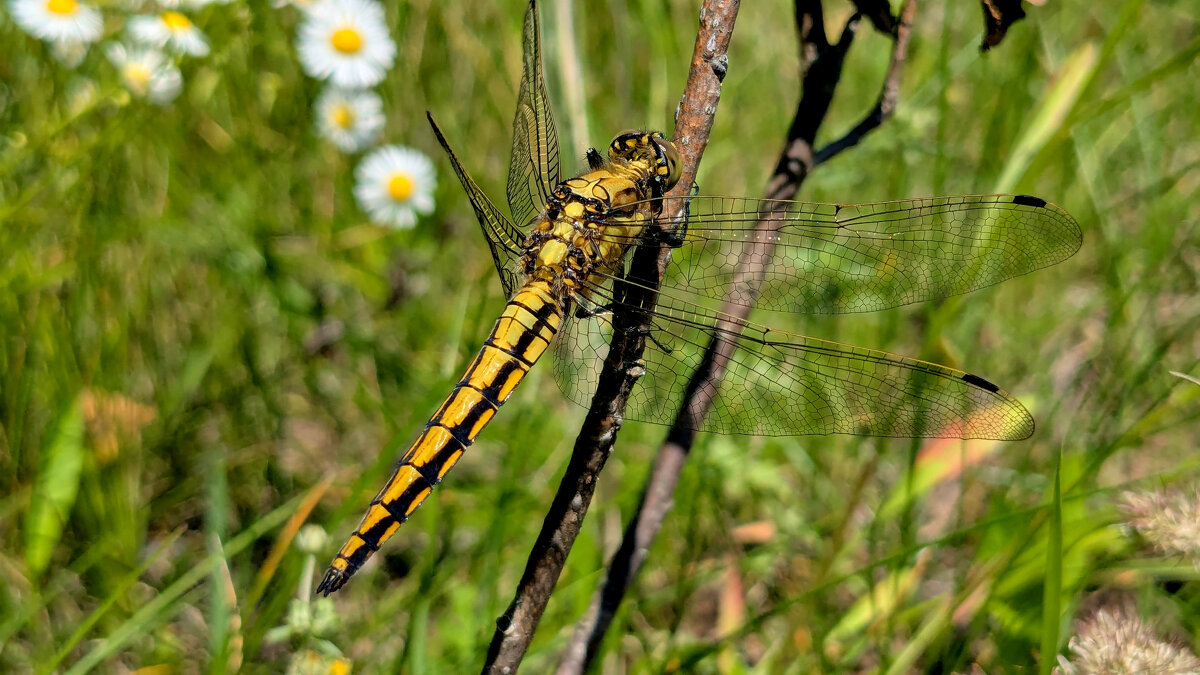 Из снятого сегодня 3 - Александр Прокудин