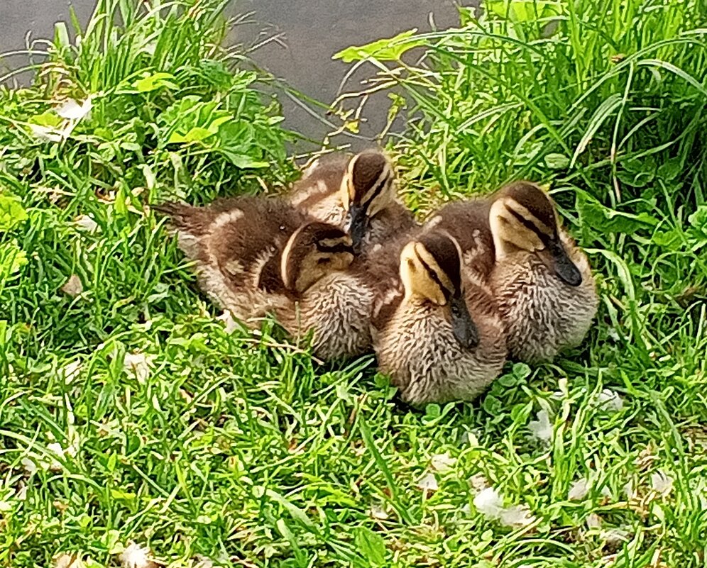 Утята - Сапсан 