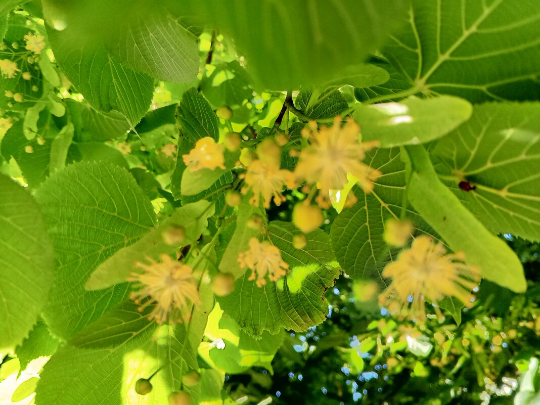 Липа - Сапсан 