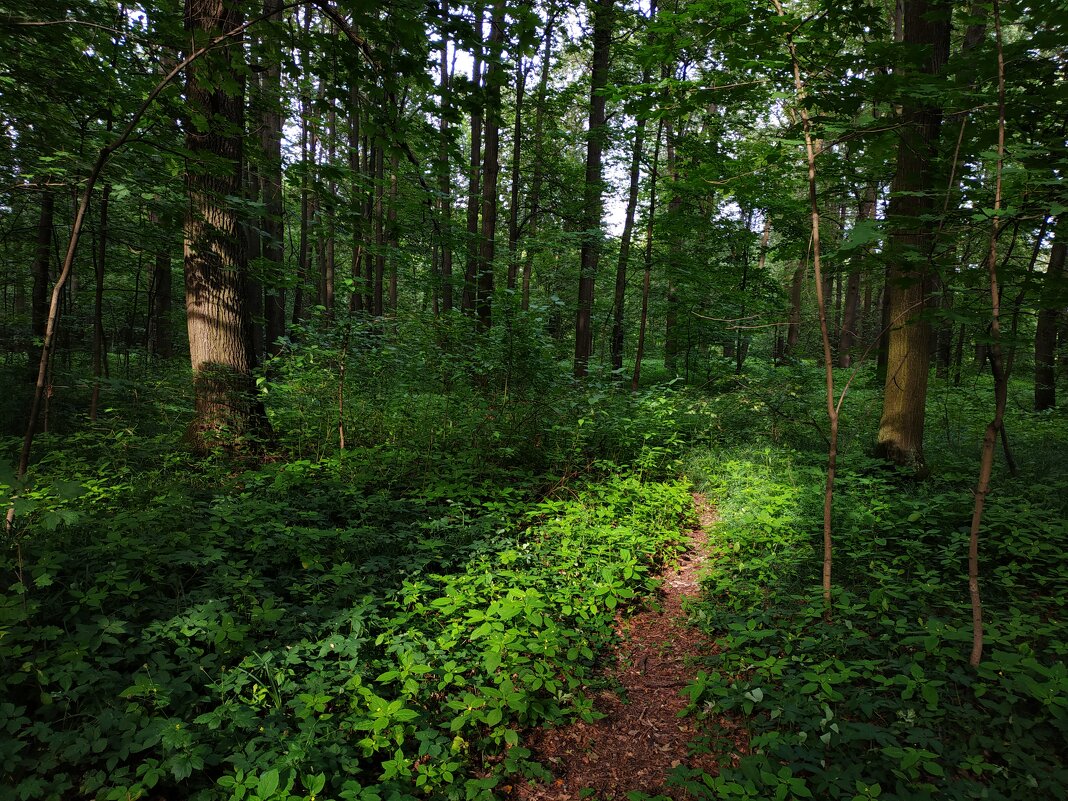 Июль наступил. Осталось дождаться наступления лета - Андрей Лукьянов Июль наступил. Осталось дождаться наступления лета - Андрей Лукьянов