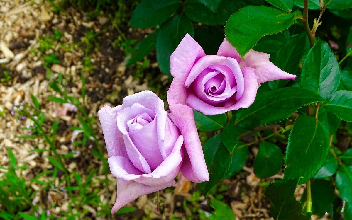 Городские цветы - Милешкин Владимир Алексеевич 