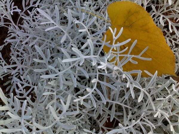 Просто лист - Натали 