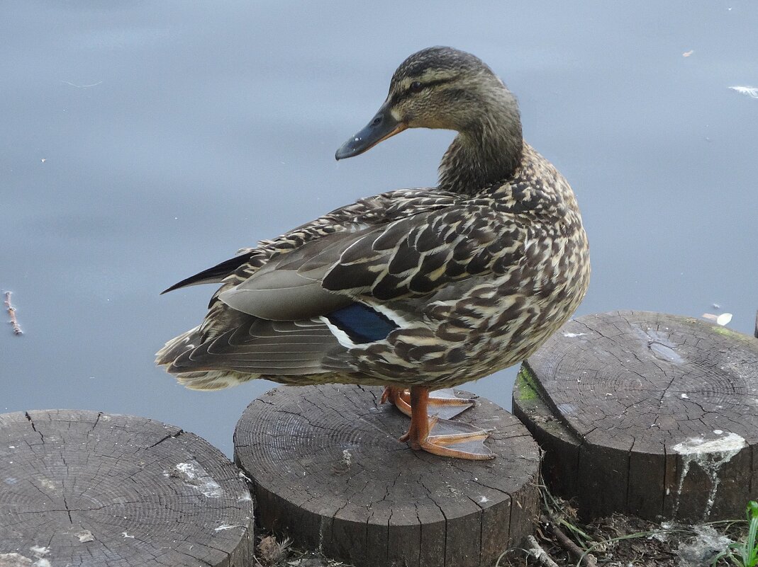 Уточка - Лидия Бусурина