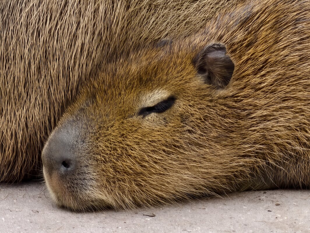 Малыш капибара - <<< Наташа >>>