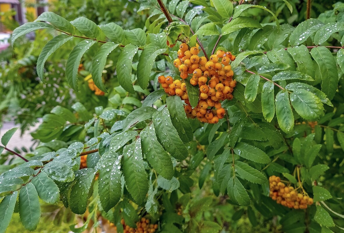 Плакала  рябина под моим окном - Валерий Иванович