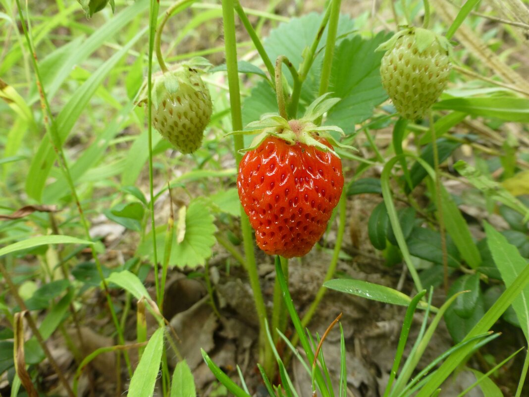 Июль..Одичавшая клубника поспела! - Владимир 