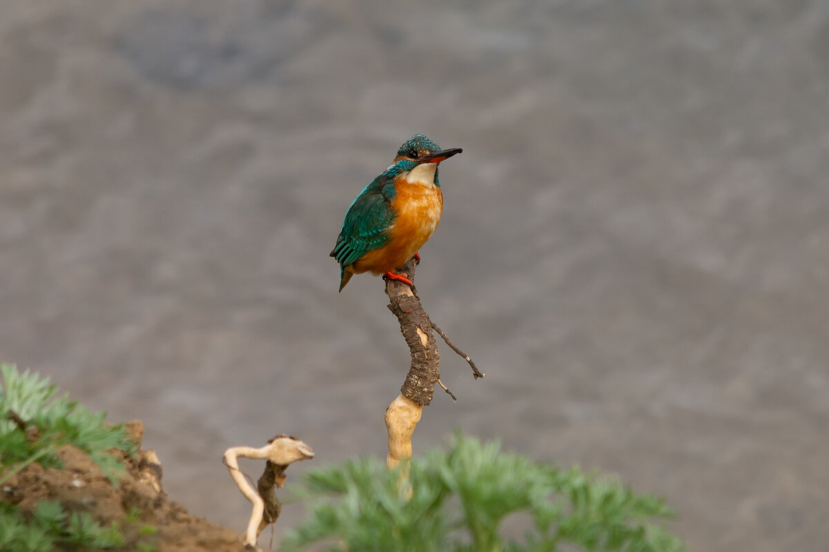 ****** - Виталий Емельянов