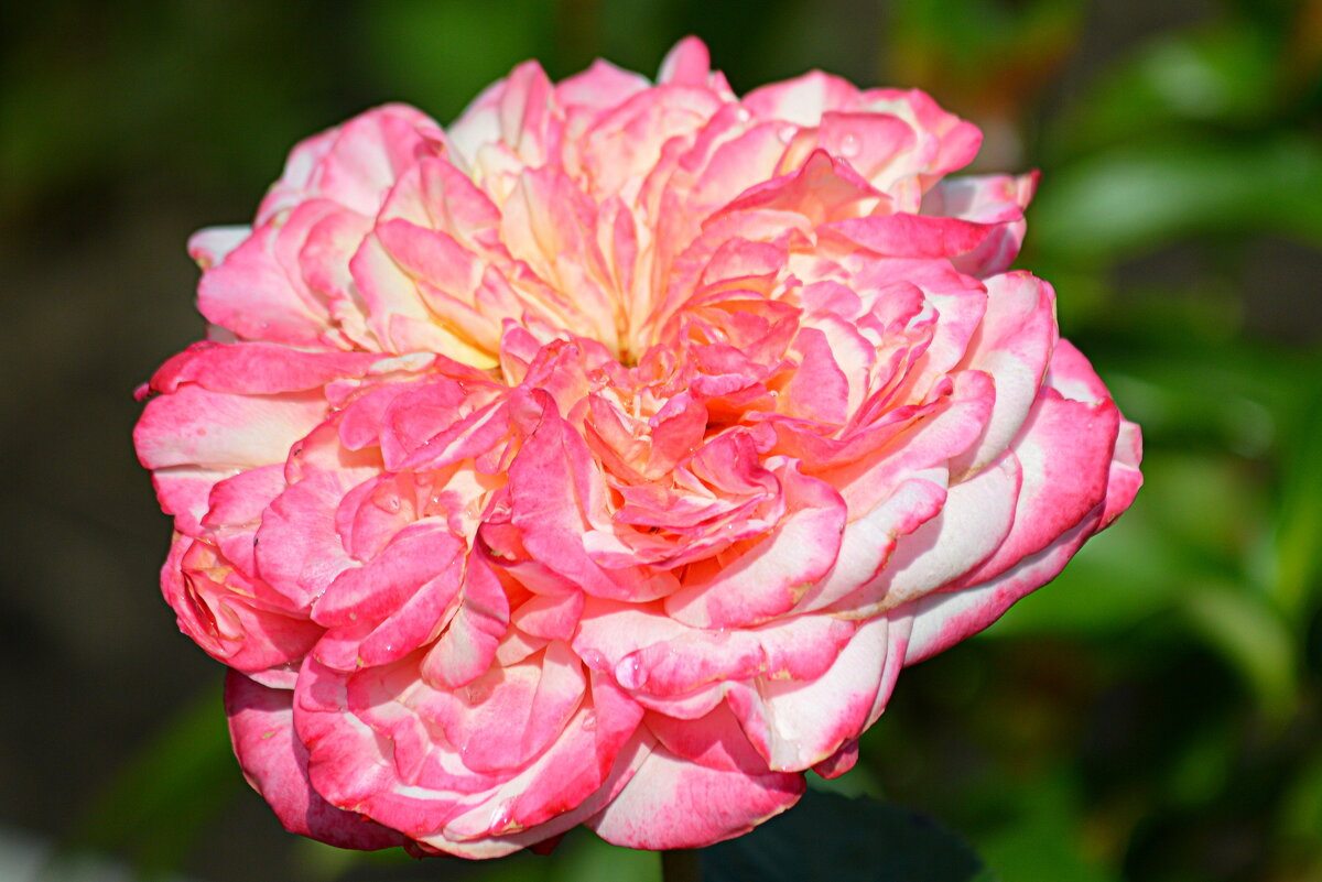 Для Танечки Помогаловой в день рождения! - Татьяна Лютаева