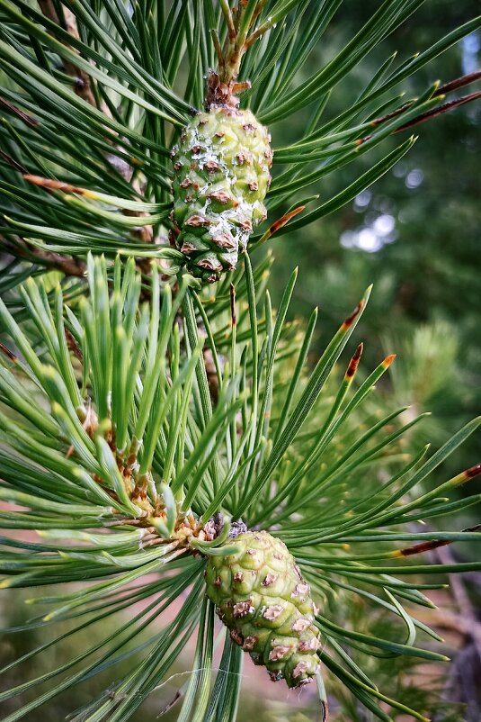 Сосна - Светлана Кузнецова