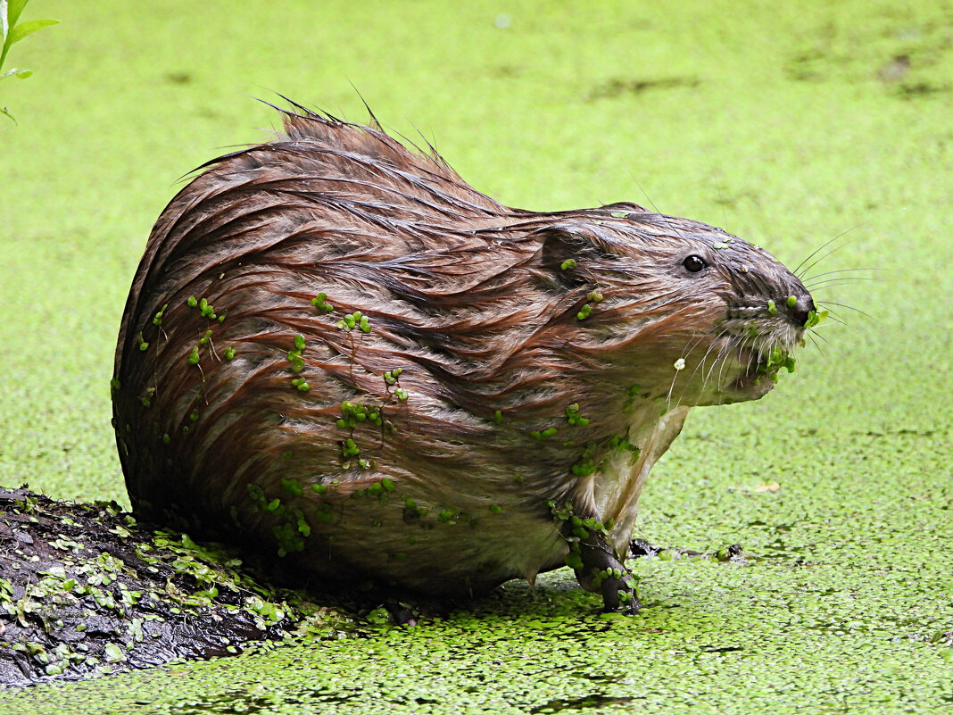 Ондатра - Лина 