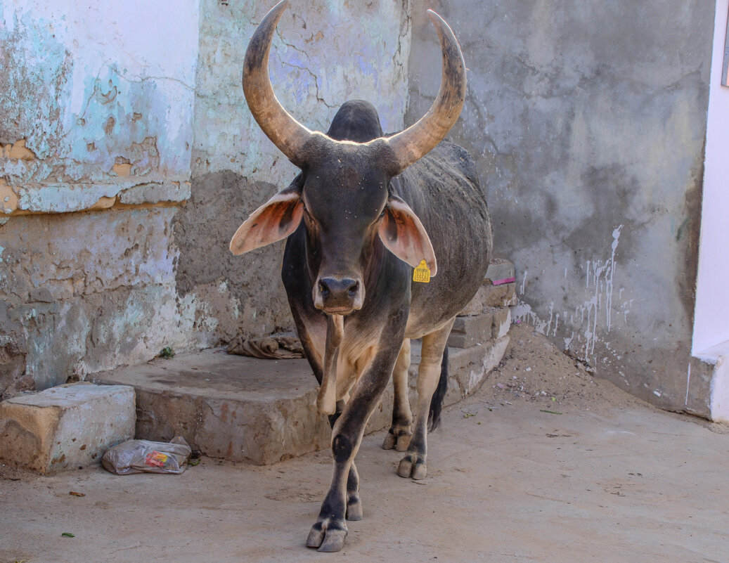 Идёт домой но самостоятельно - Георгий А Идёт домой но самостоятельно - Георгий А