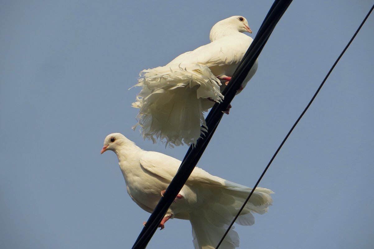 Грация и величие голубей-турманов - Татьяна Смоляниченко Грация и величие голубей-турманов - Татьяна Смоляниченко