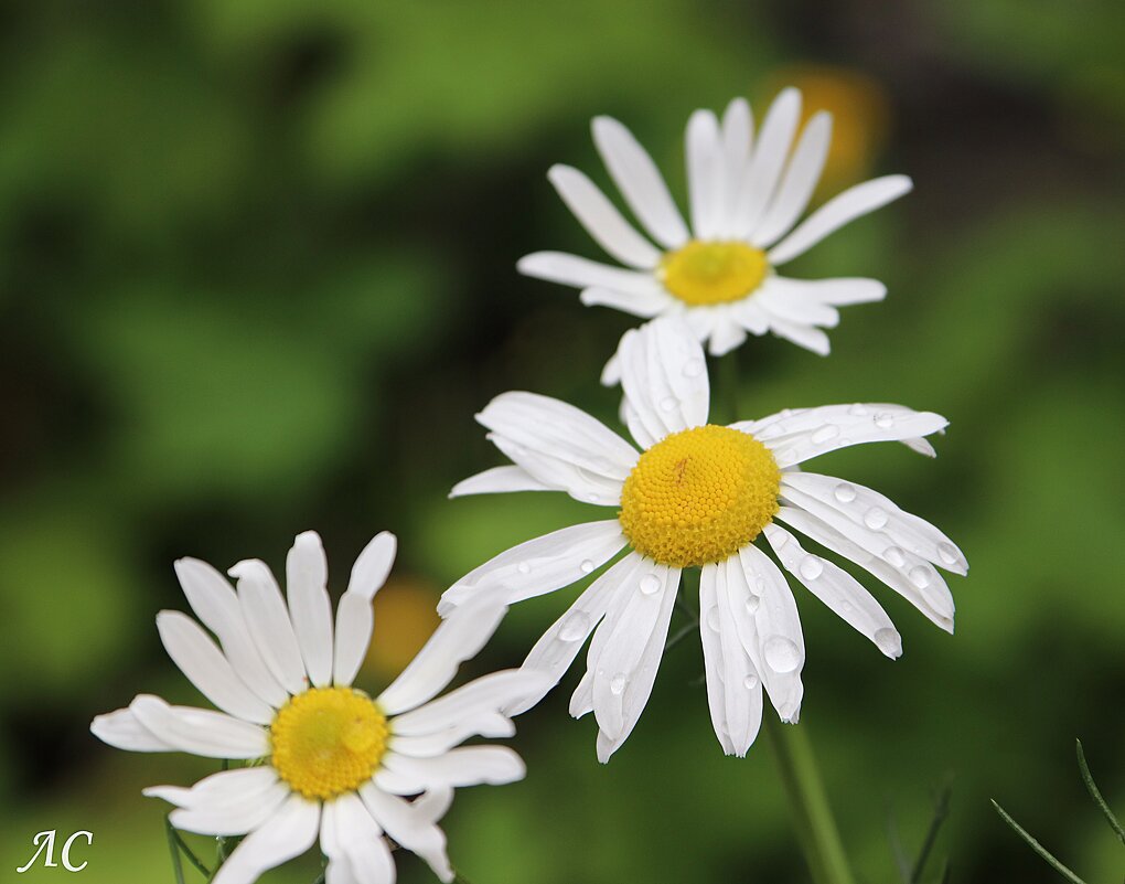 После дождя (серия) - Любовь Сахарова
