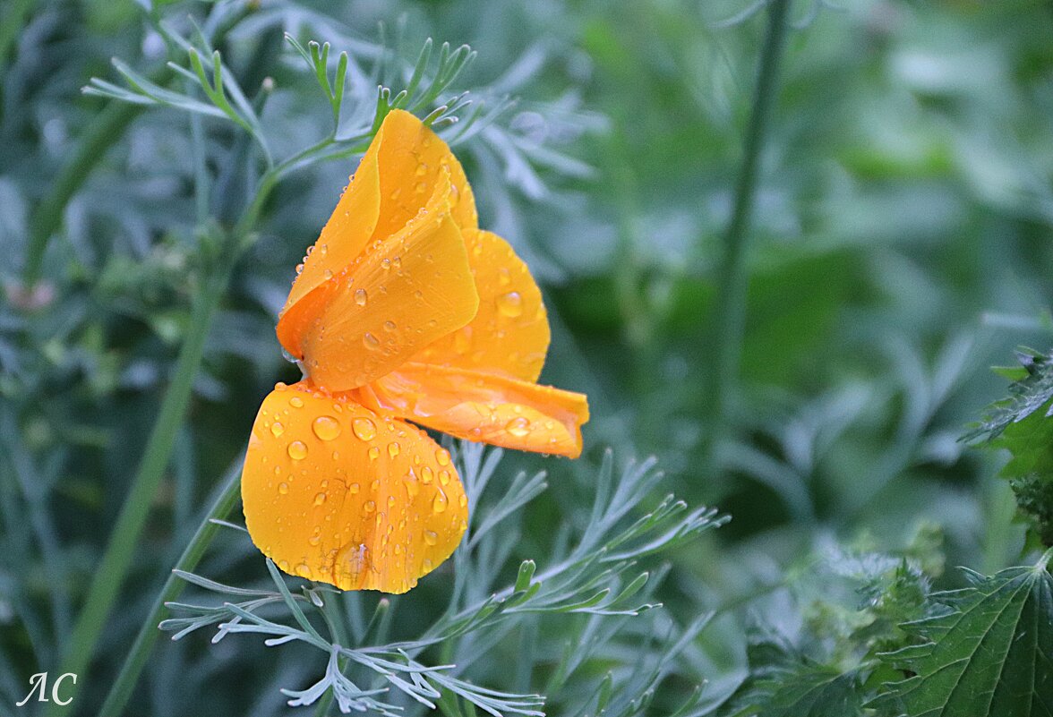 После дождя (серия) - Любовь Сахарова После дождя (серия) - Любовь Сахарова