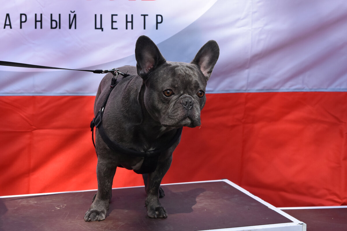 Москва. Парад французских бульдогов в усадьбе «Воронцово». - Наташа *****