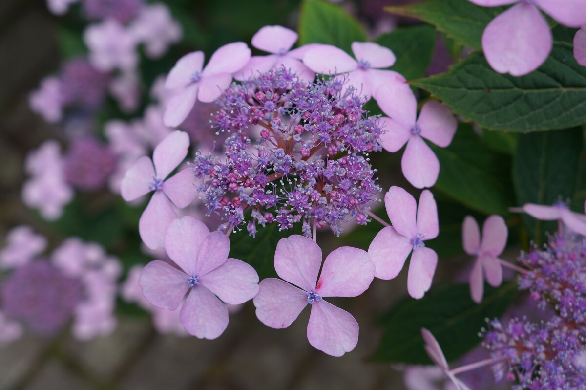 Краски  Лета.... - Алёна Савина