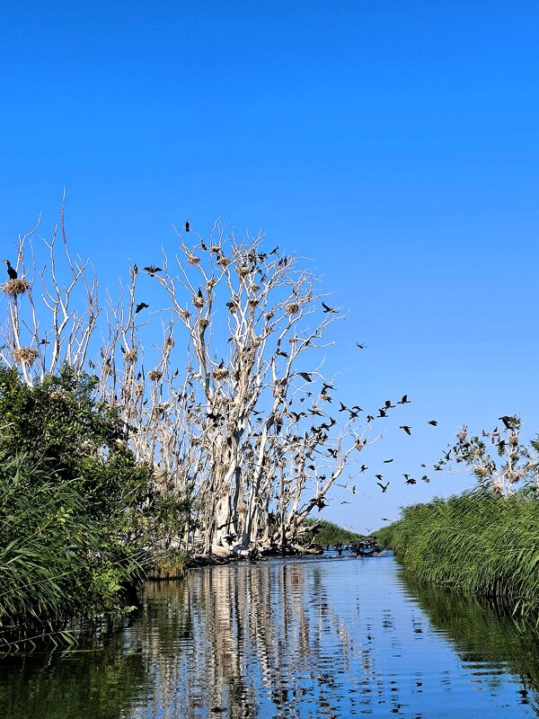 Обитель бакланов - Oksana Verkhoglyad