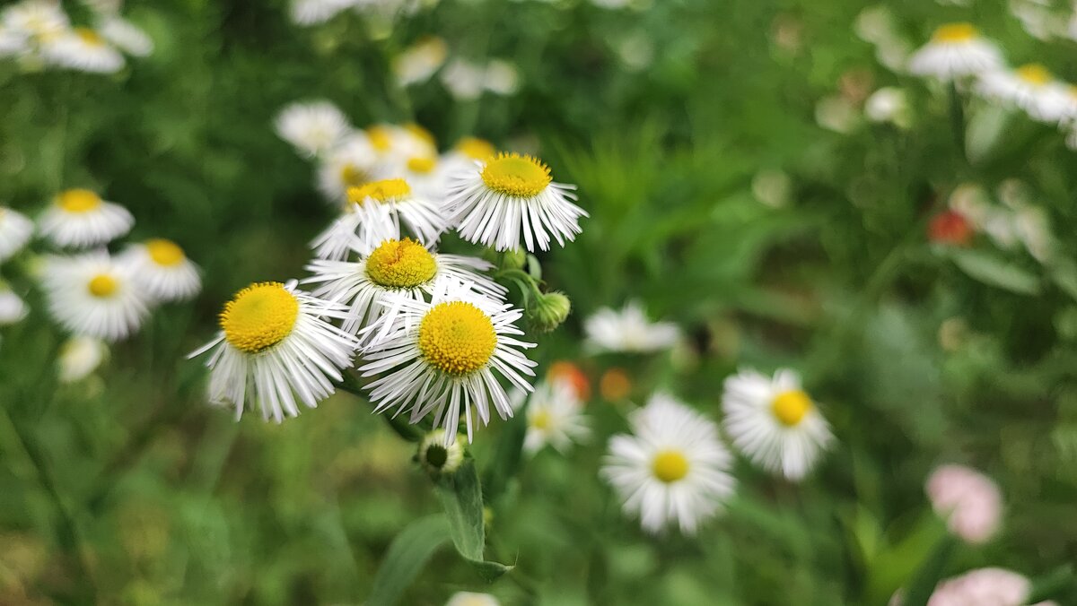 ,,, - Сергей Тимоновский