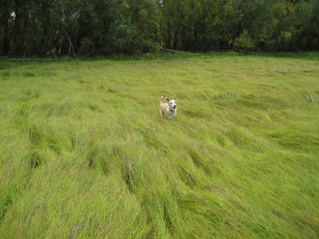 Прогулки - Anna Ivanova