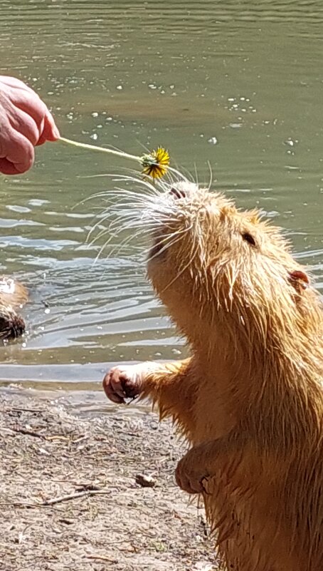 дай понюхать! - ИРЭН@ .