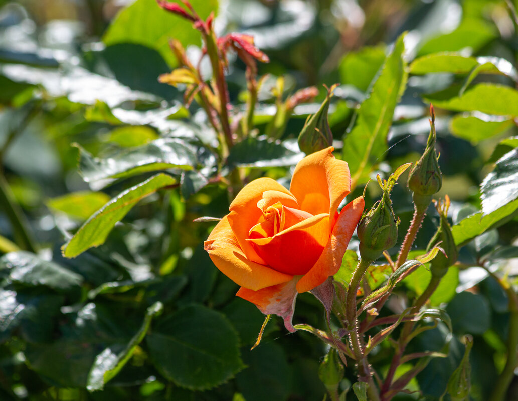 *** - Геннадий Порохов