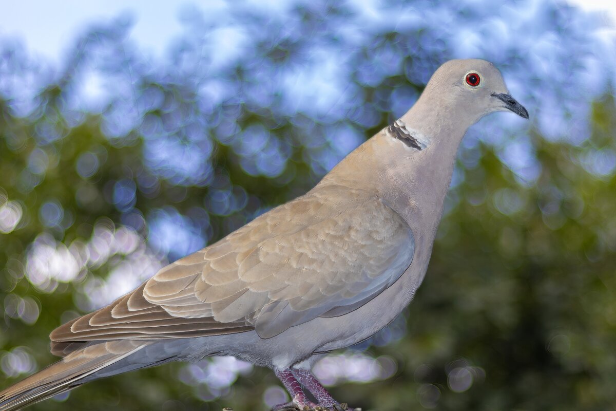 Горлица... - Александр Посошенко